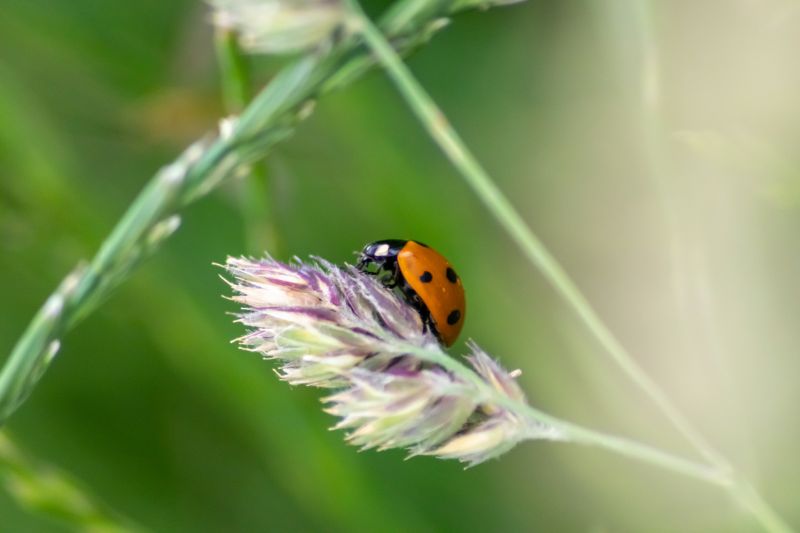Ladybug Removal in Frisco, TX