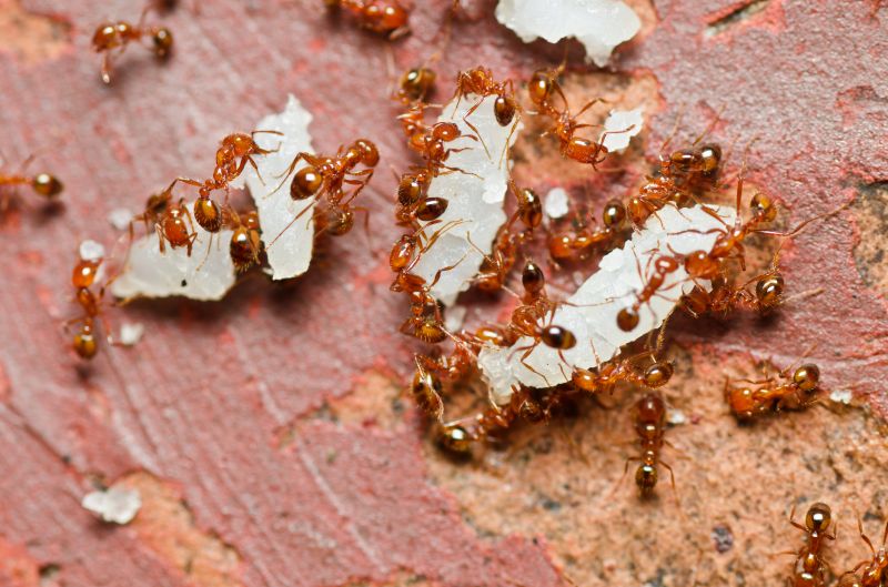 Red Ant Extermination in Denton, TX