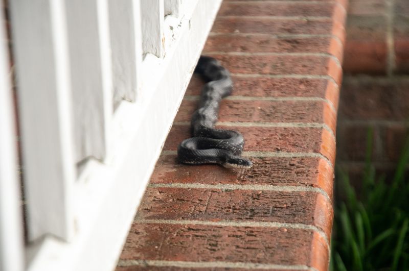Snake Control Contractor Listings