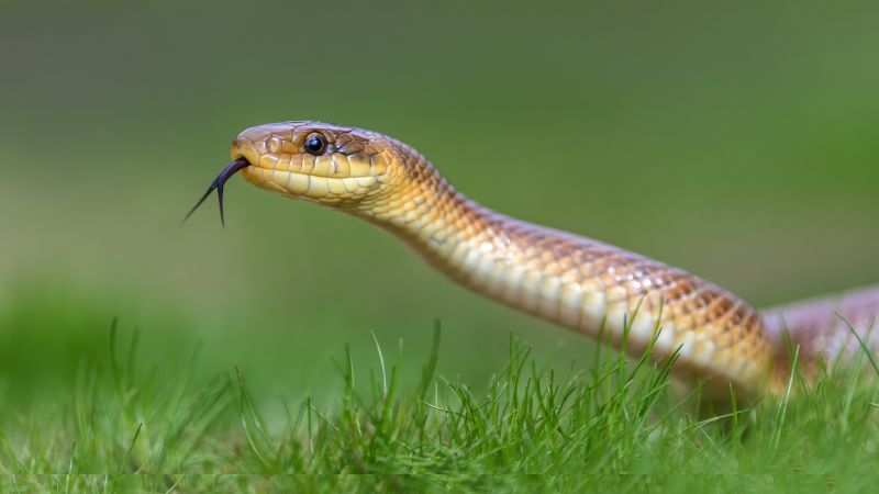 Snake Control Products and Solutions