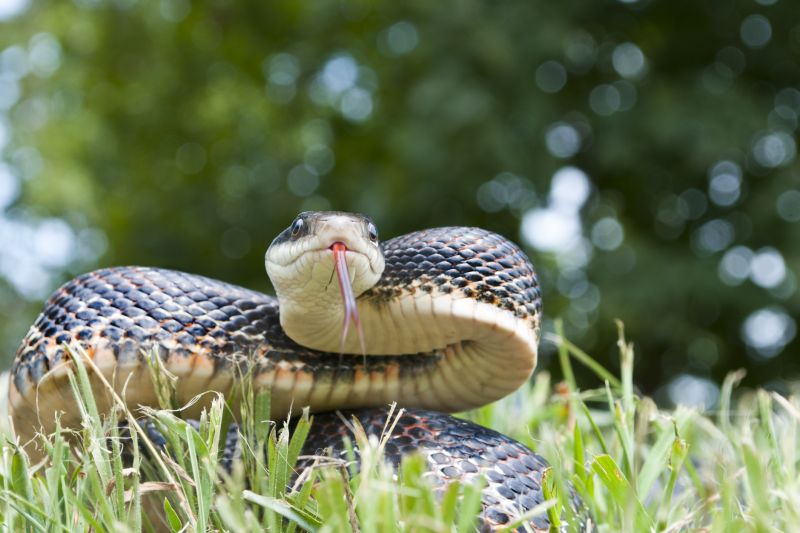 Service Locations for Snake Control
