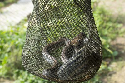 Snake Control