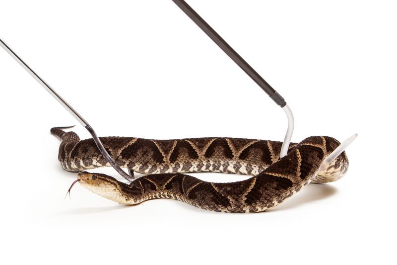 Snake Control