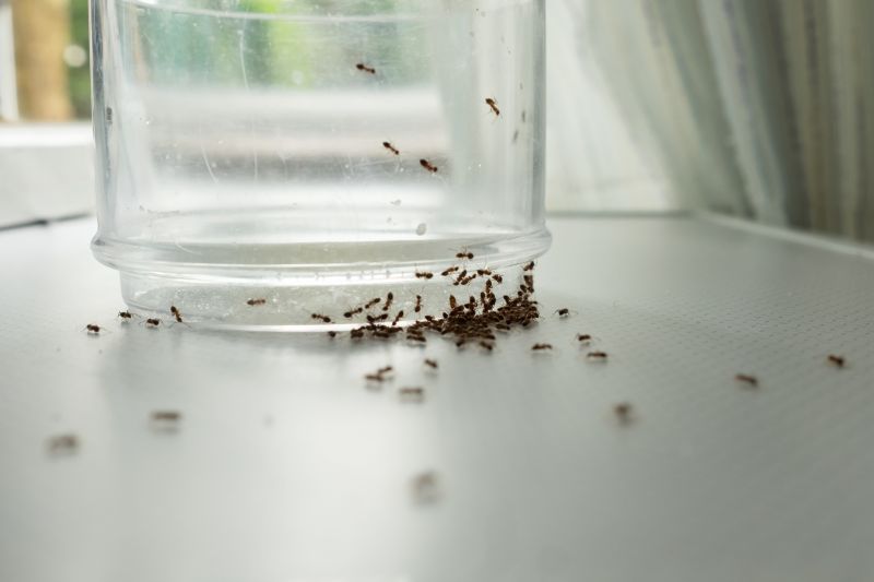 Ant Control Service in Arlington, TX