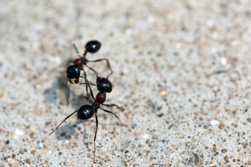 Ants Extermination Service in Denton, TX