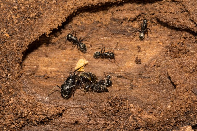 Black Ant Extermination in Arlington, TX