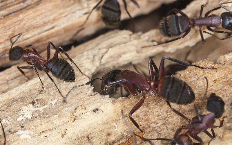 Black Ant Extermination in Mckinney, TX