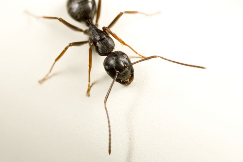 Black Ant Extermination in Mckinney, TX