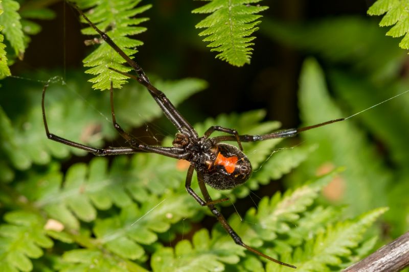 Black Widow Extermination in Katy, TX