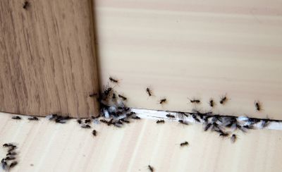 Carpenter Ant Extermination in Mckinney, TX