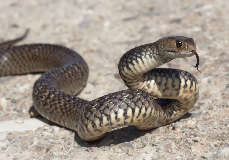 Common Snake Problems In Commercial And Industrial Properties