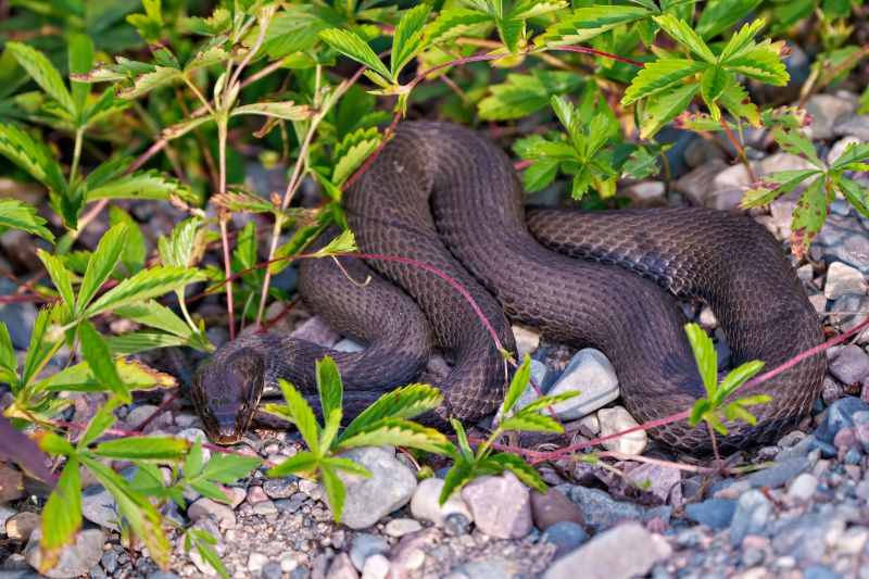 Common Snake Problems In Commercial And Industrial Properties