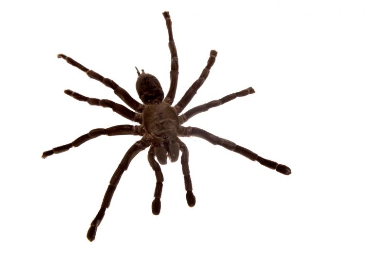 Common Spiders Extermination in Fort Worth, TX