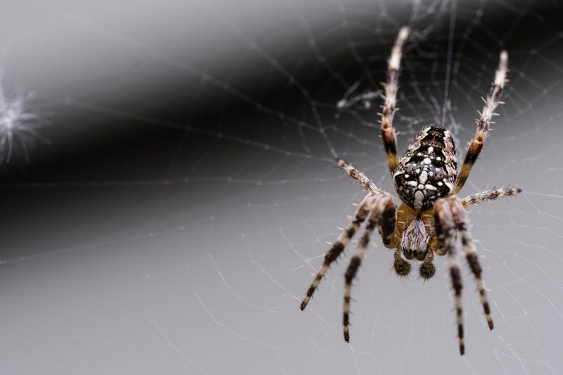 Common Spiders Extermination in New Braunfels, TX