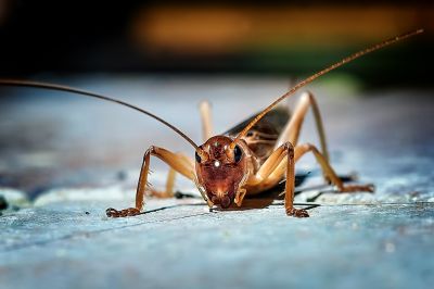Cricket Control Service in Denton, TX