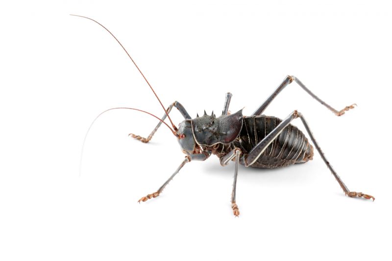 Cricket Control Service in Rockwall, TX