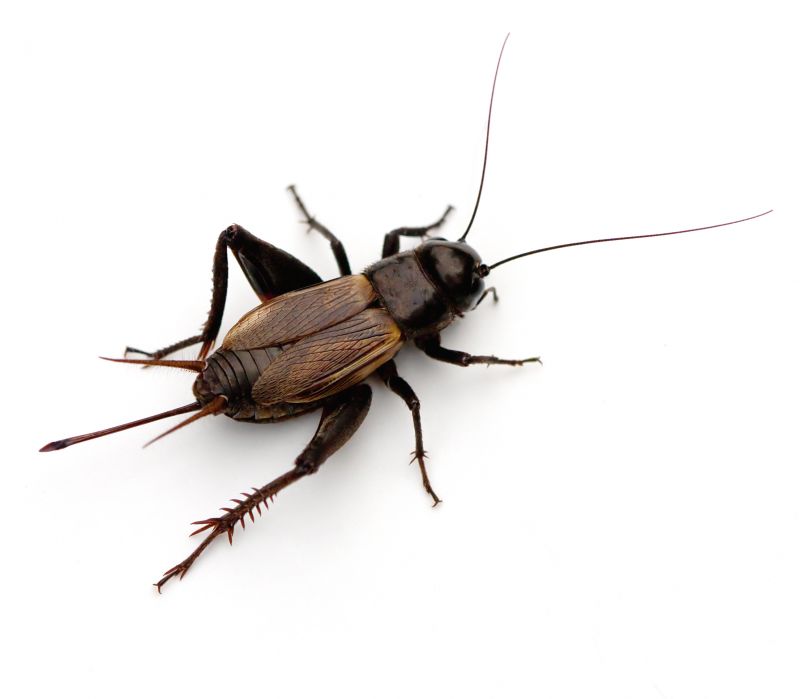 Cricket Prevention in Mckinney, TX