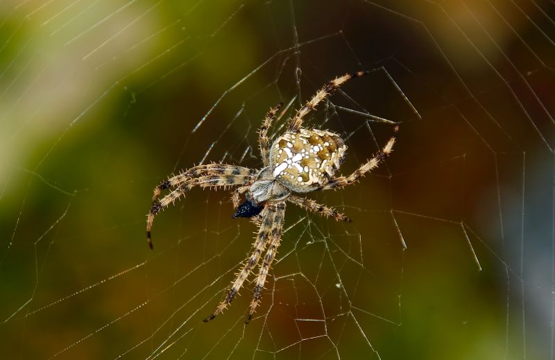 Cross Spider Extermination in New Braunfels, TX