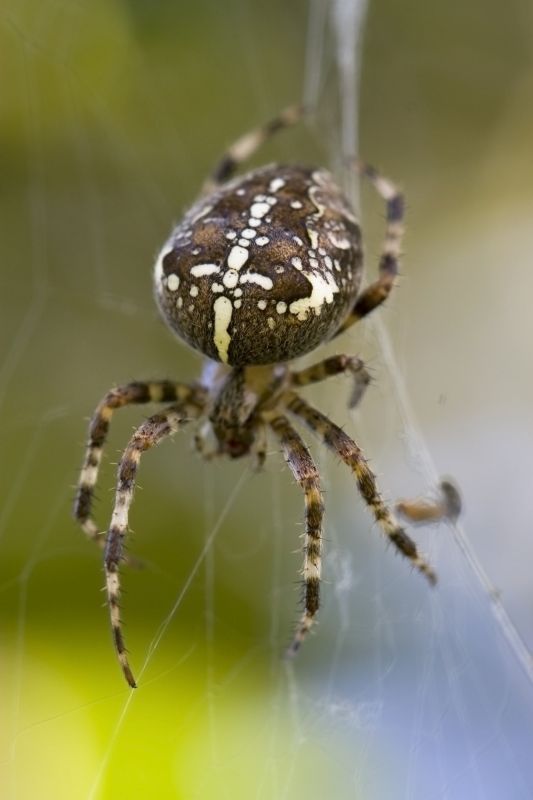 Cross Spider Extermination in Mckinney, TX