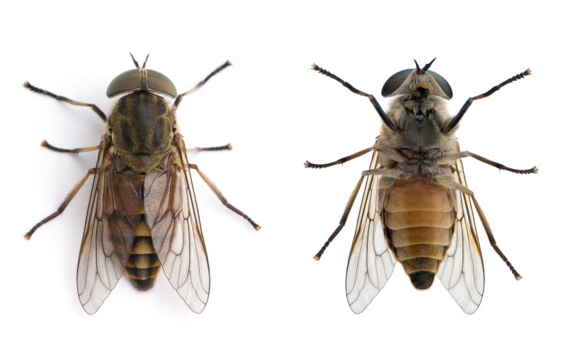 Fly Control Service in Katy, TX