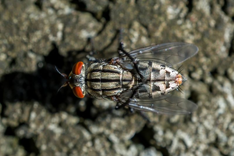 Fly Extermination in Rockwall, TX