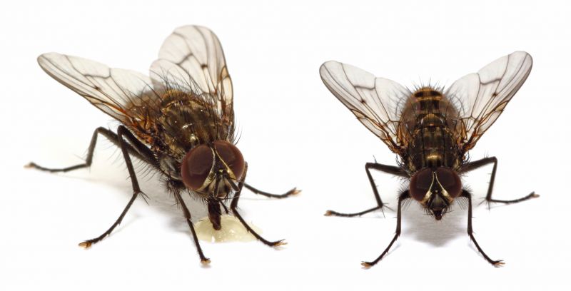 Fly Extermination in Mckinney, TX