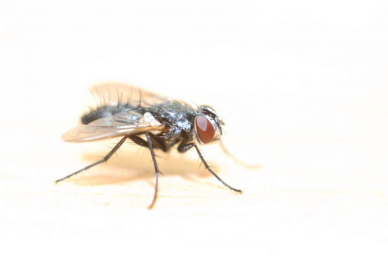 Fly Extermination in Frisco, TX