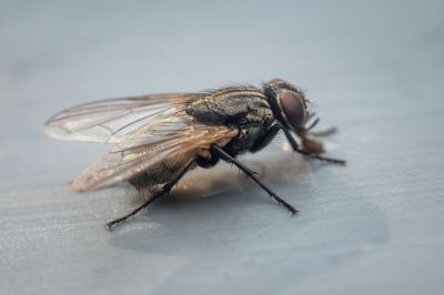 Fly Pest Control in Fort Worth, TX