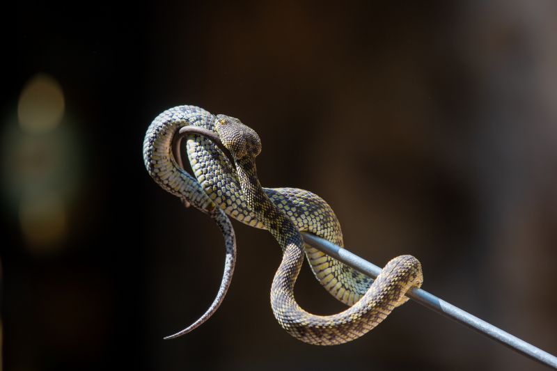 Health And Safety Risks Caused By Snakes In Commercial Facilities