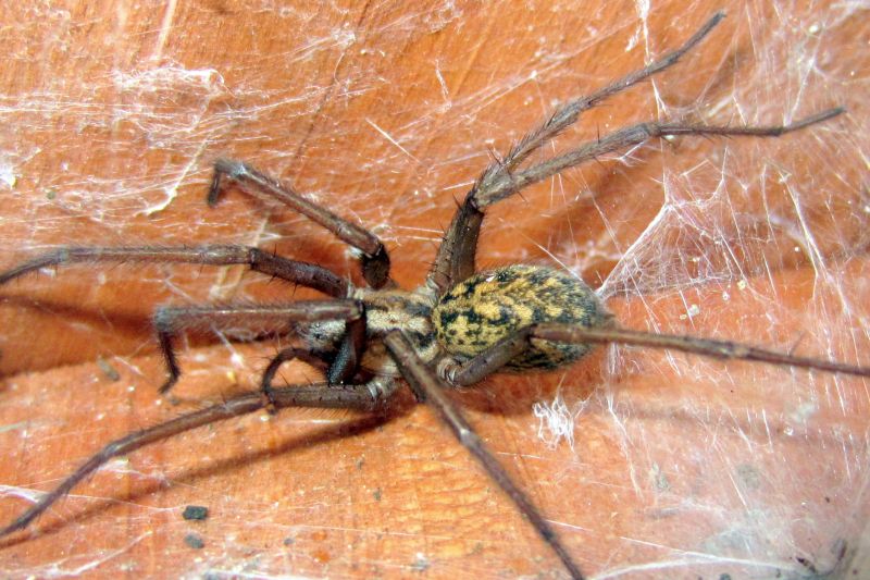 Hobo Spider Extermination in Katy, TX