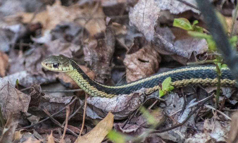 Identifying Venomous Vs. Non-Venomous Snakes And When To Call A Professional
