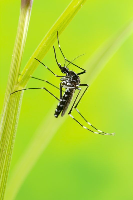 Mosquito Control Service in New Braunfels, TX