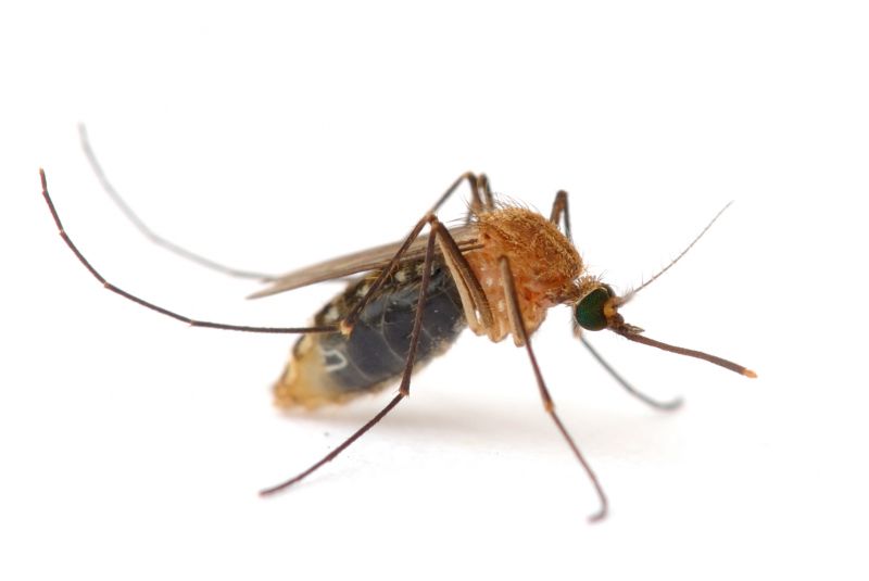 Mosquitoes Pest Control in Arlington, TX