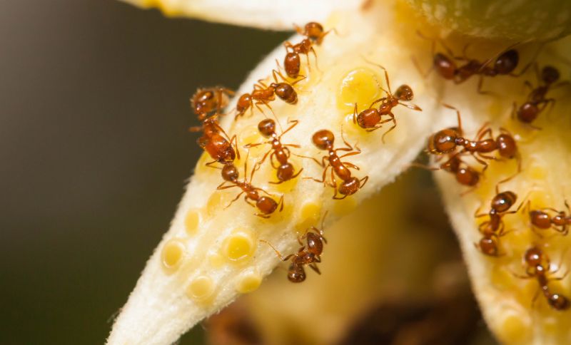 Red Ant Extermination in Frisco, TX
