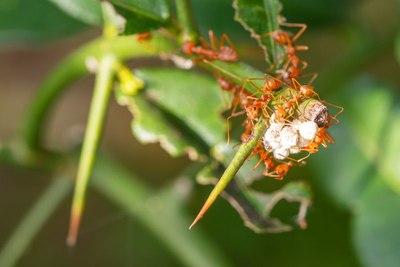 Red Ant Extermination in Katy, TX