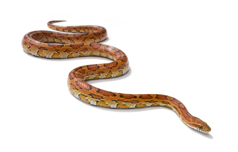 Signs Your Commercial Property Has A Snake Issue