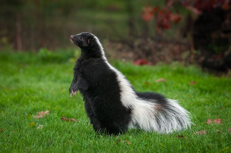 Skunk Extermination