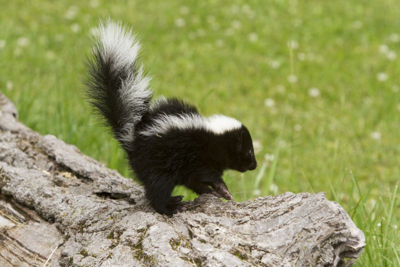 Skunk Extermination