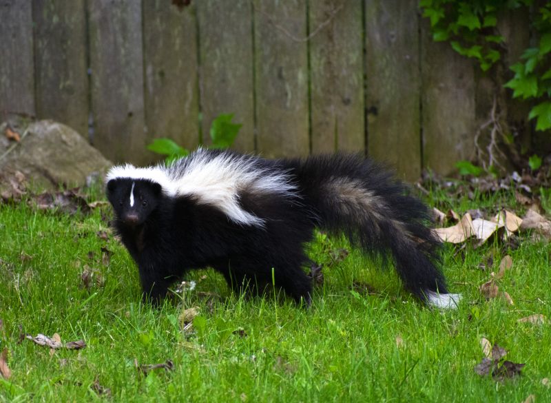 Skunk Extermination