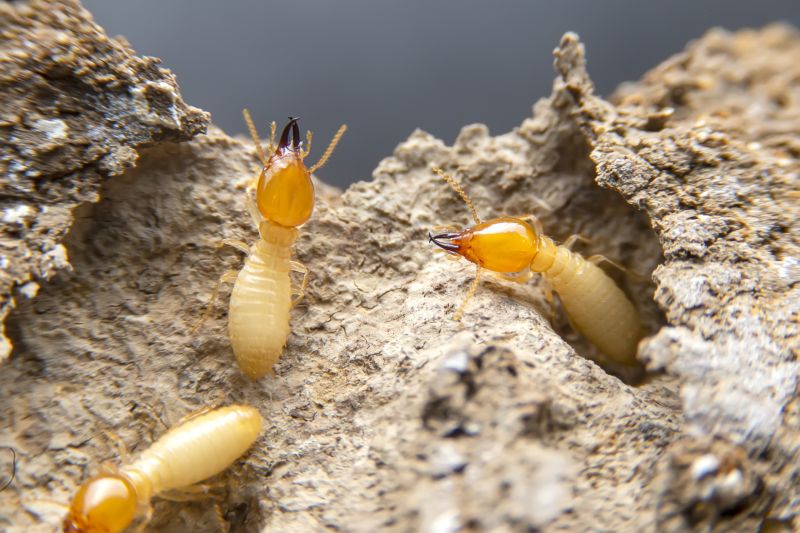 Termite Infestation Service in Katy, TX