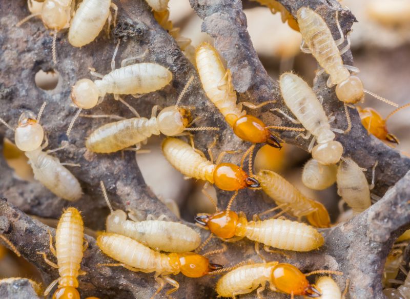Termite Inspection Service in Frisco, TX