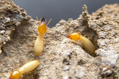 Termites Extermination in Frisco, TX