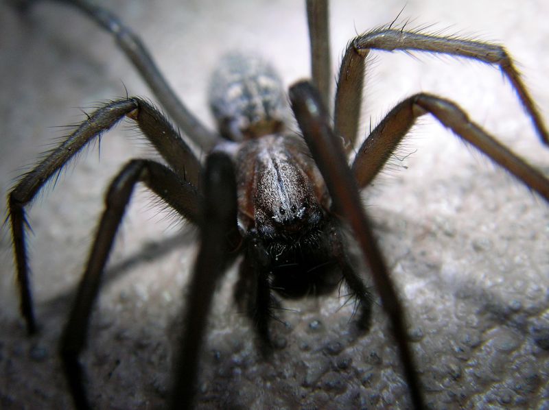 Trapdoor Spider Removal in Fort Worth, TX