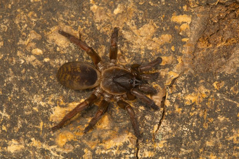 Trapdoor Spider Removal in Mckinney, TX