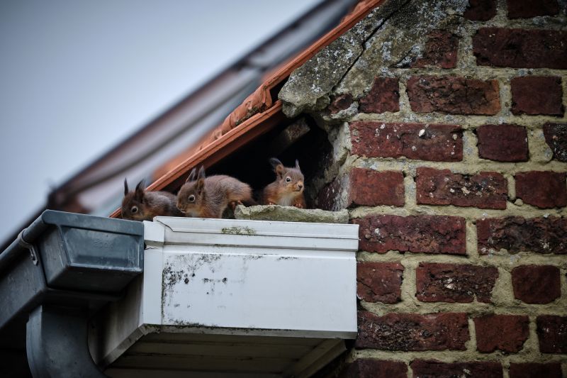 Squirrel in Attic