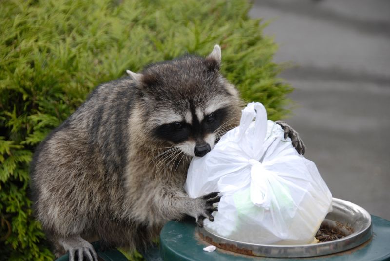 Raccoon Scavenging Trash