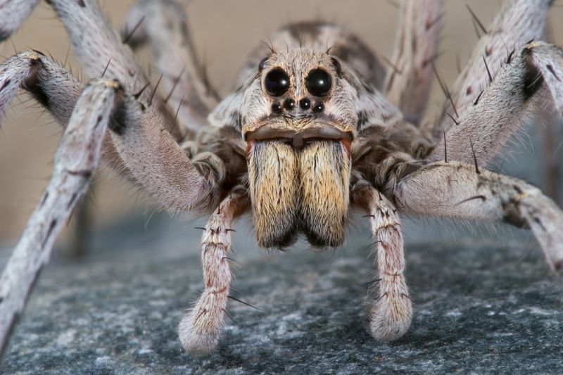Wolf Spider Removal in Mckinney, TX