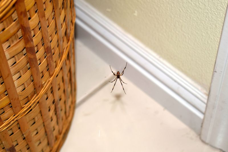 Wolf Spider Removal in Fort Worth, TX