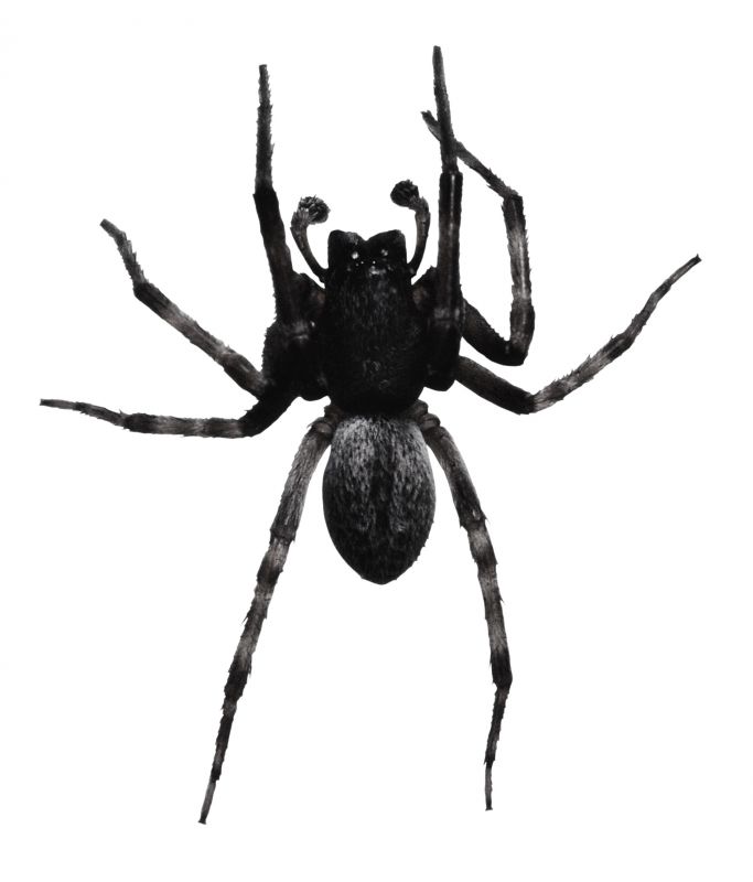 Wolf Spider Removal in New Braunfels, TX